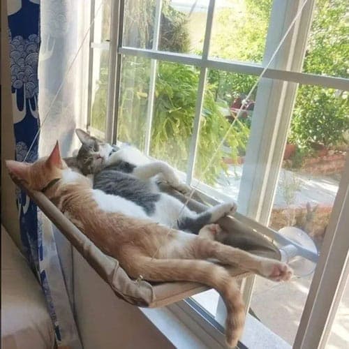Cama Colgante Gato Para Ventana Ventanal