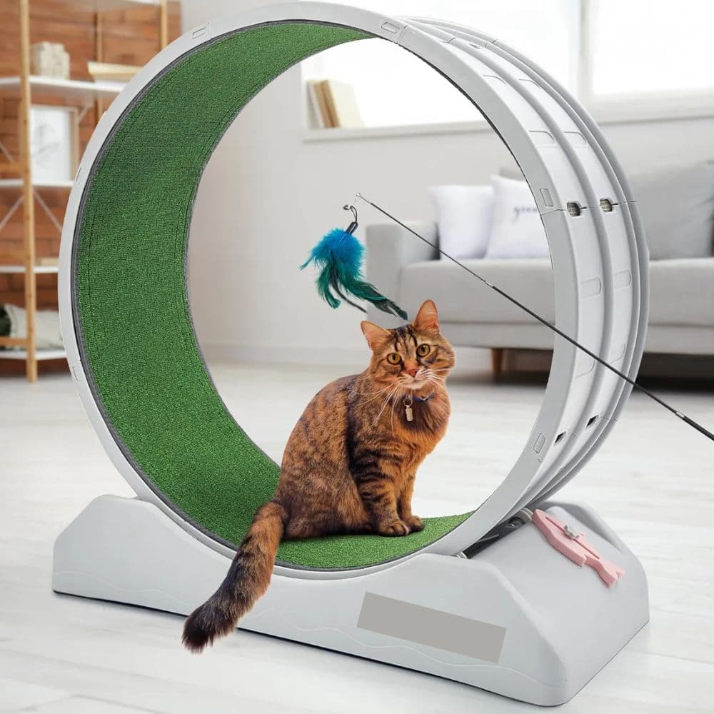 Rueda De Ejercicio Para Gatos Premium Con Superficie Antideslizante 85 Cm